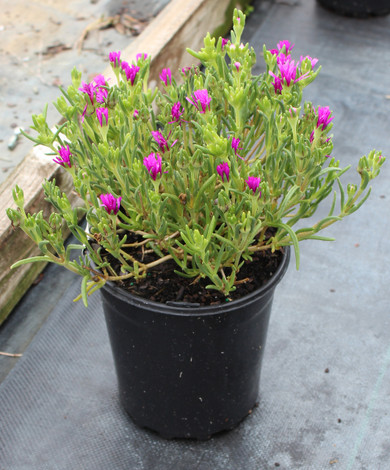 Delosperma cooperi  