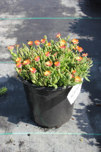 Delosperma Jewel of Desert Topaz