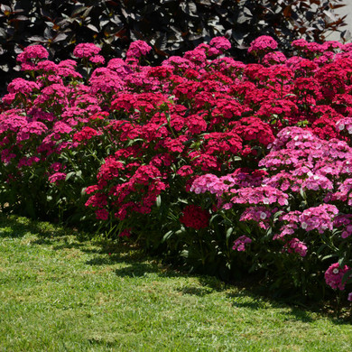 Dianthus Jolt™ Cherry