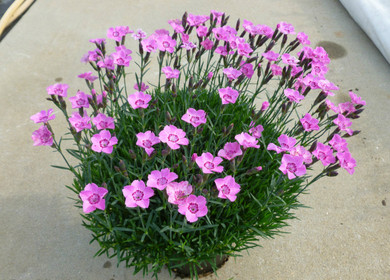 Dianthus Mountain Frost™ Pink Carpet