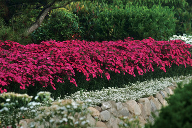 Dianthus Mountain Frost™ Rose Bouquet