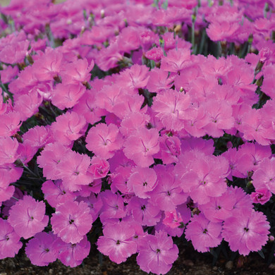 Dianthus Paint the Town Fuchsia