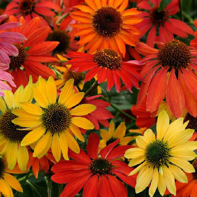 Echinacea Cheyenne Spirit (Coneflower)