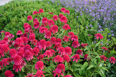 Echinacea Double Scoop™ Raspberry (Coneflower)