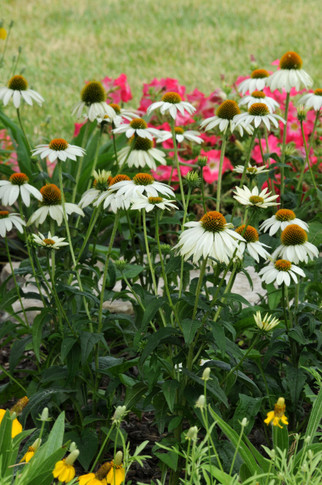 Echinacea PowWow® White (Coneflower)