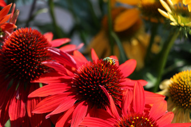 Echinacea Sombrero® Sangrita (Coneflower)