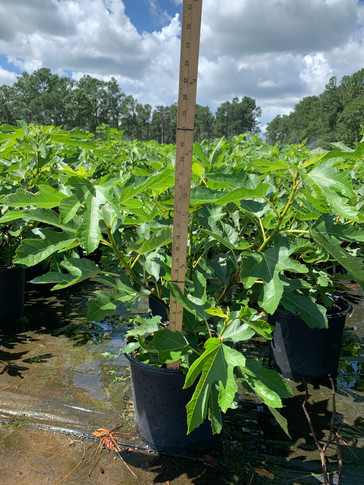 Ficus Violette De Bordeaux (Fig)