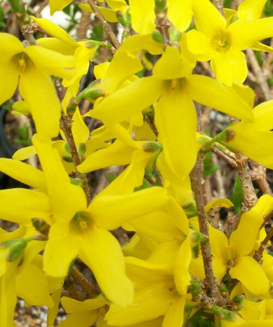 Forsythia Lynwood Gold