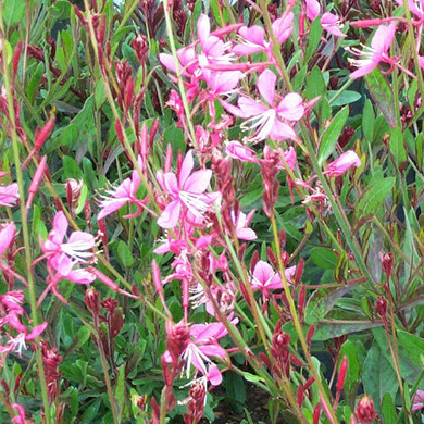 Gaura Siskiyou Pink