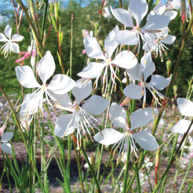 Gaura Whirling Butterflies