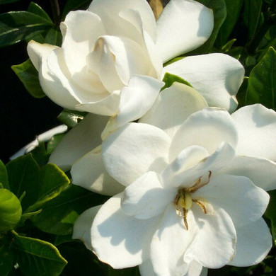 Gardenia August Beauty