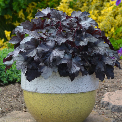 Heuchera Primo® Black Pearl