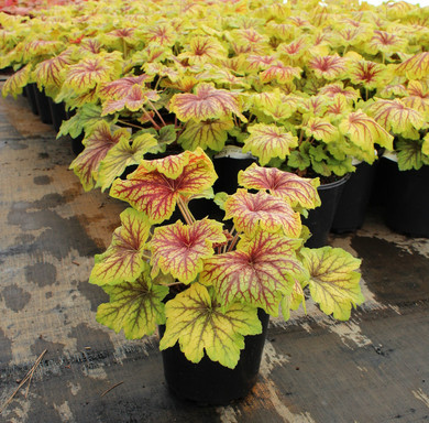 Heuchera Red Lightning