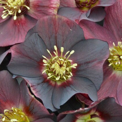 Helleborus Honeymoon® Rome In Red