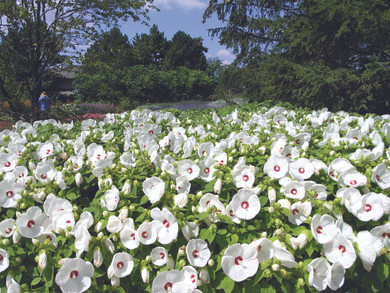 Hibiscus Luna White