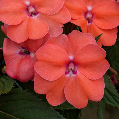 Impatiens SunPatiens® Vigorous Shell Pink