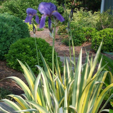 Iris Aureo Variegata