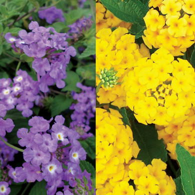 Lantana Luscious® Grape & New Gold Mix