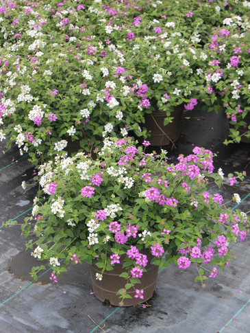 Lantana Luscious® Grape & Trailing White