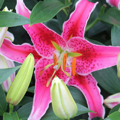 Lilium Stargazer