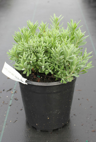 Lavandula Munstead Dwarf