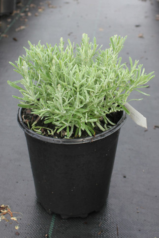 Lavandula Silver Anouk