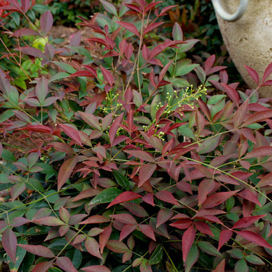 Nandina Flirt™