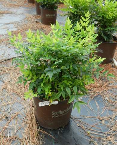 Nandina Lemon Lime