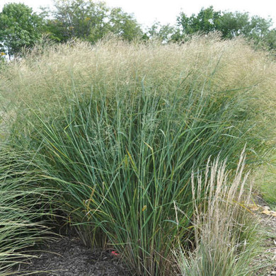 Panicum Cloud Nine (Tall Switch Grass)