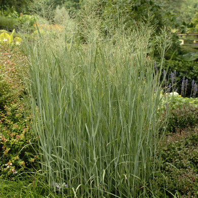 Panicum Heavy Metal (Blue Switch Grass)