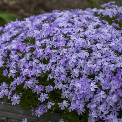 Phlox Emerald Blue