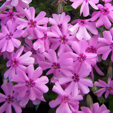 Phlox Fort Hill