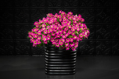 Petunia Supertunia® Daybreak Charm