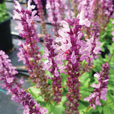 Salvia Lyrical™ Rose