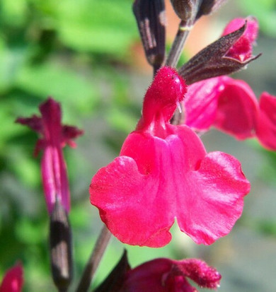 Salvia Maraschino (Autumn Sage)