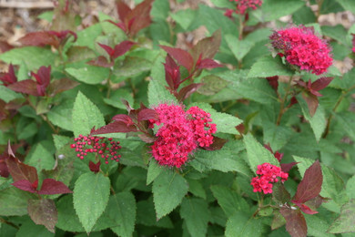 Spirea Double Play Doozie®