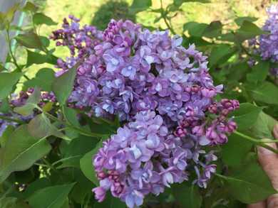 Syringa Scentara® Double Blue (Lilac)