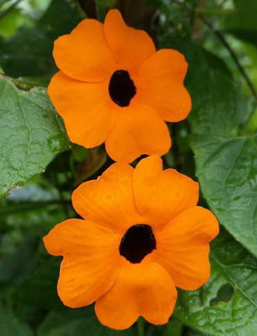Thunbergia Sunny™ Orange Wonder (Black-Eyed Susan Vine)