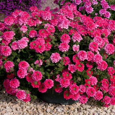 Verbena Endurascape™ Hot Pink