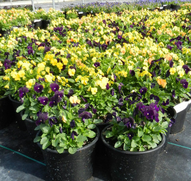 Viola Sorbet® XP Harvest Mix