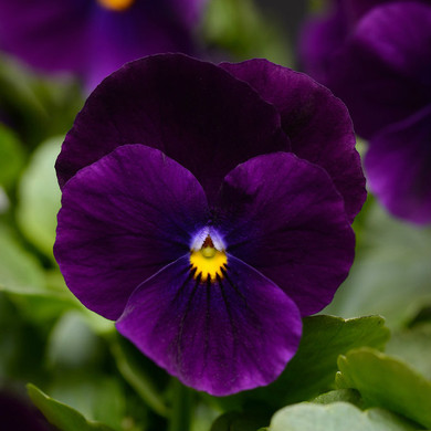 Viola Sorbet® XP Purple