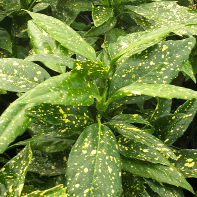 Aucuba Variegata (Gold Dust)