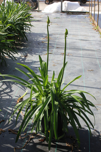 Agapanthus africanus (Lily of the Nile)