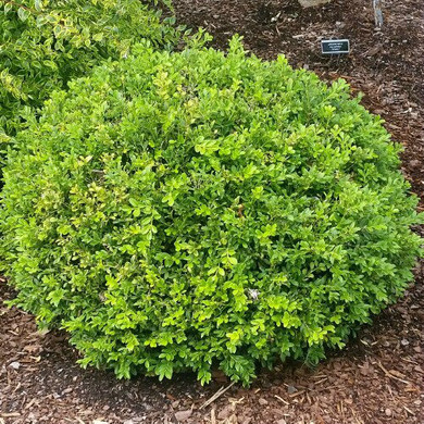 Buxus Baby Gem™