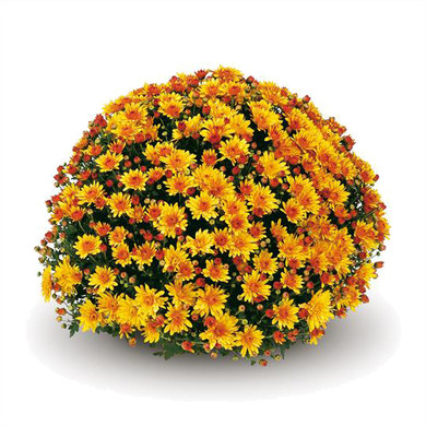 Belgian Mums® Conaco Gold