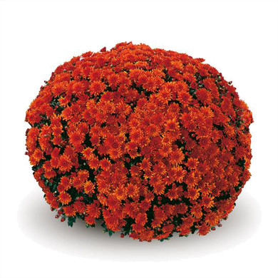 Belgian Mums® Conaco Orange