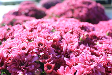 Belgian Mums® Padre Cerise