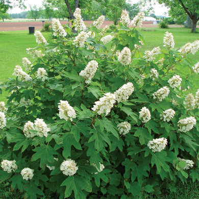 Hydrangea quer. Alice