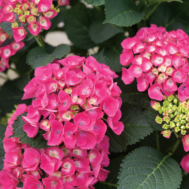 Hydrangea mac. Cityline® Paris