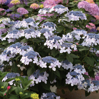 Hydrangea mac. Let's Dance Diva!®